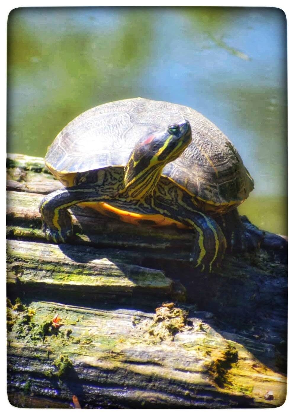 Original KCphotos photograph